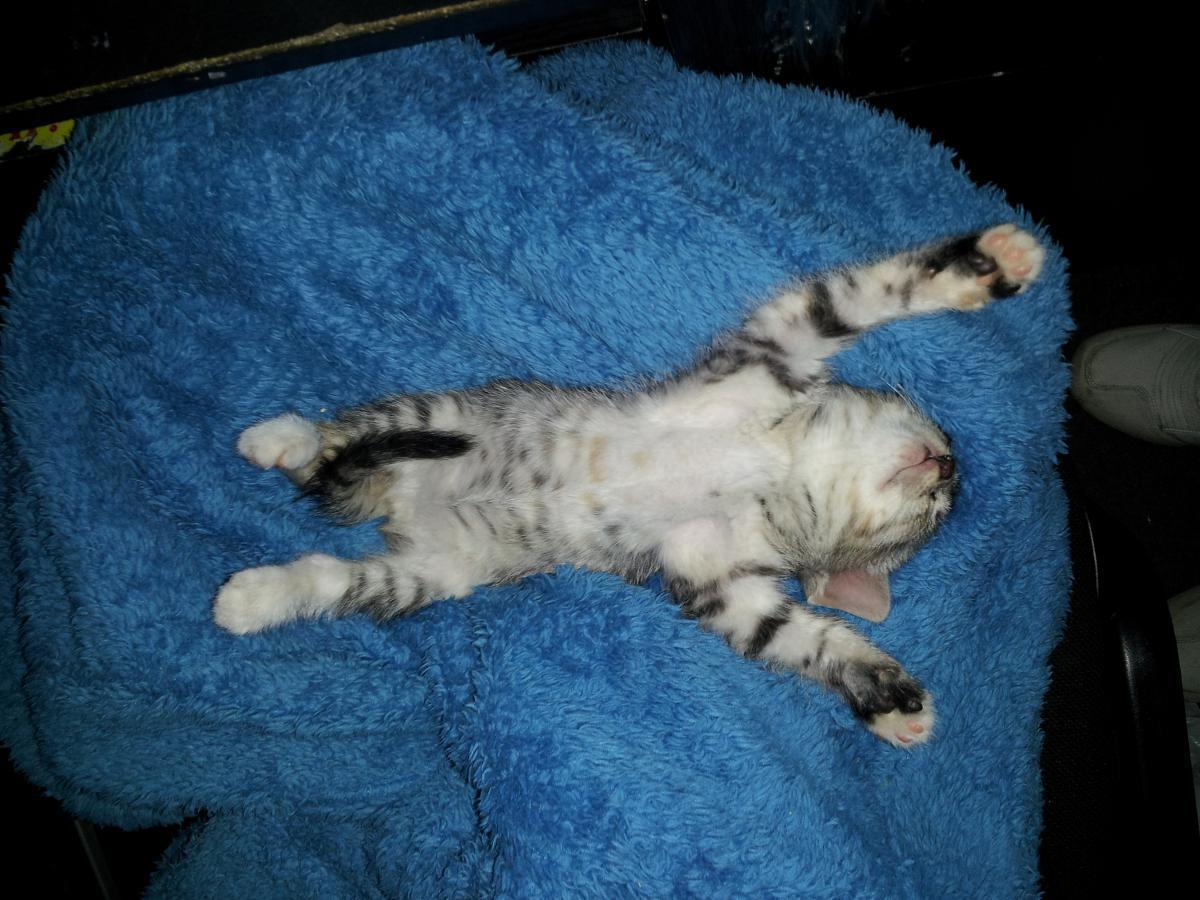 post-6805-0-33355900-1366135876_thumb.jp