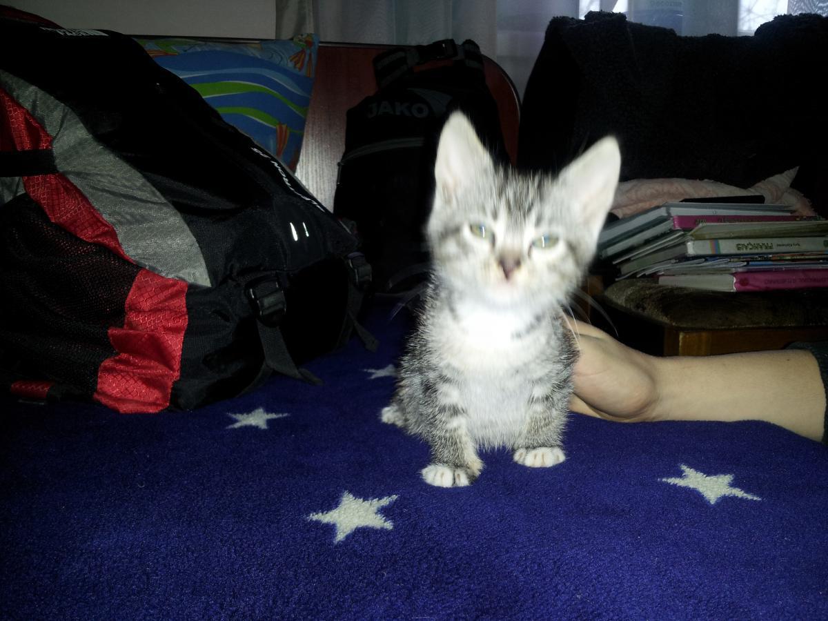 post-6805-0-34064200-1366135955_thumb.jp