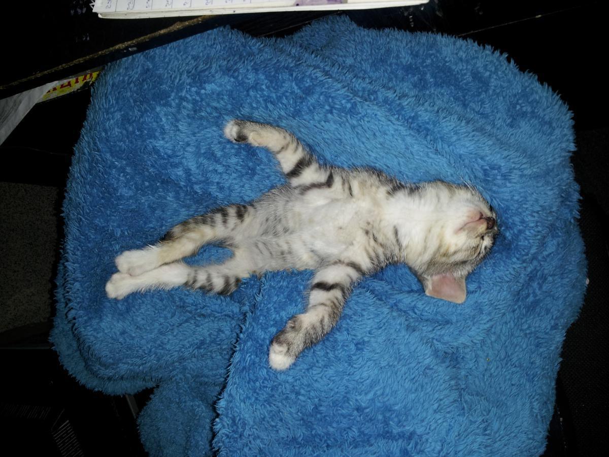 post-6805-0-41363300-1366135863_thumb.jp