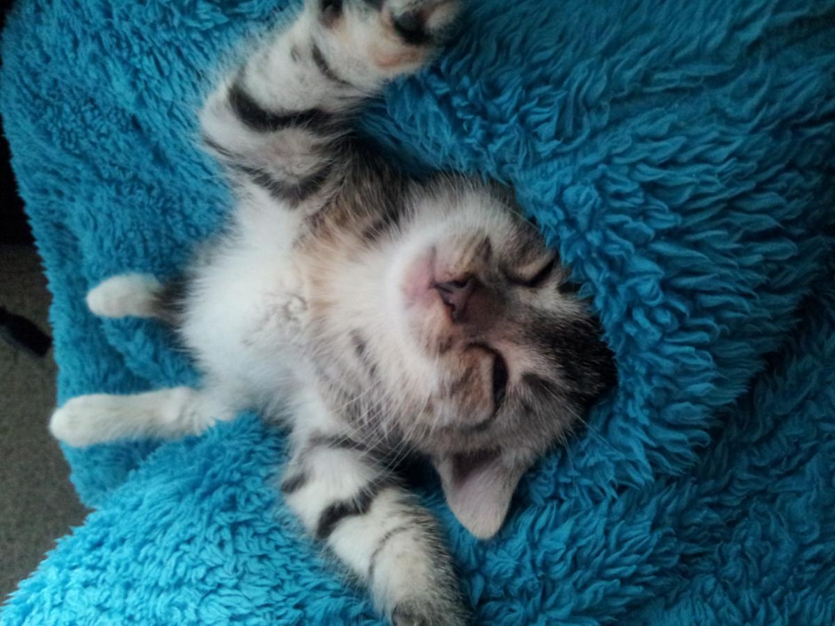 post-6805-0-85258300-1366135897_thumb.jp