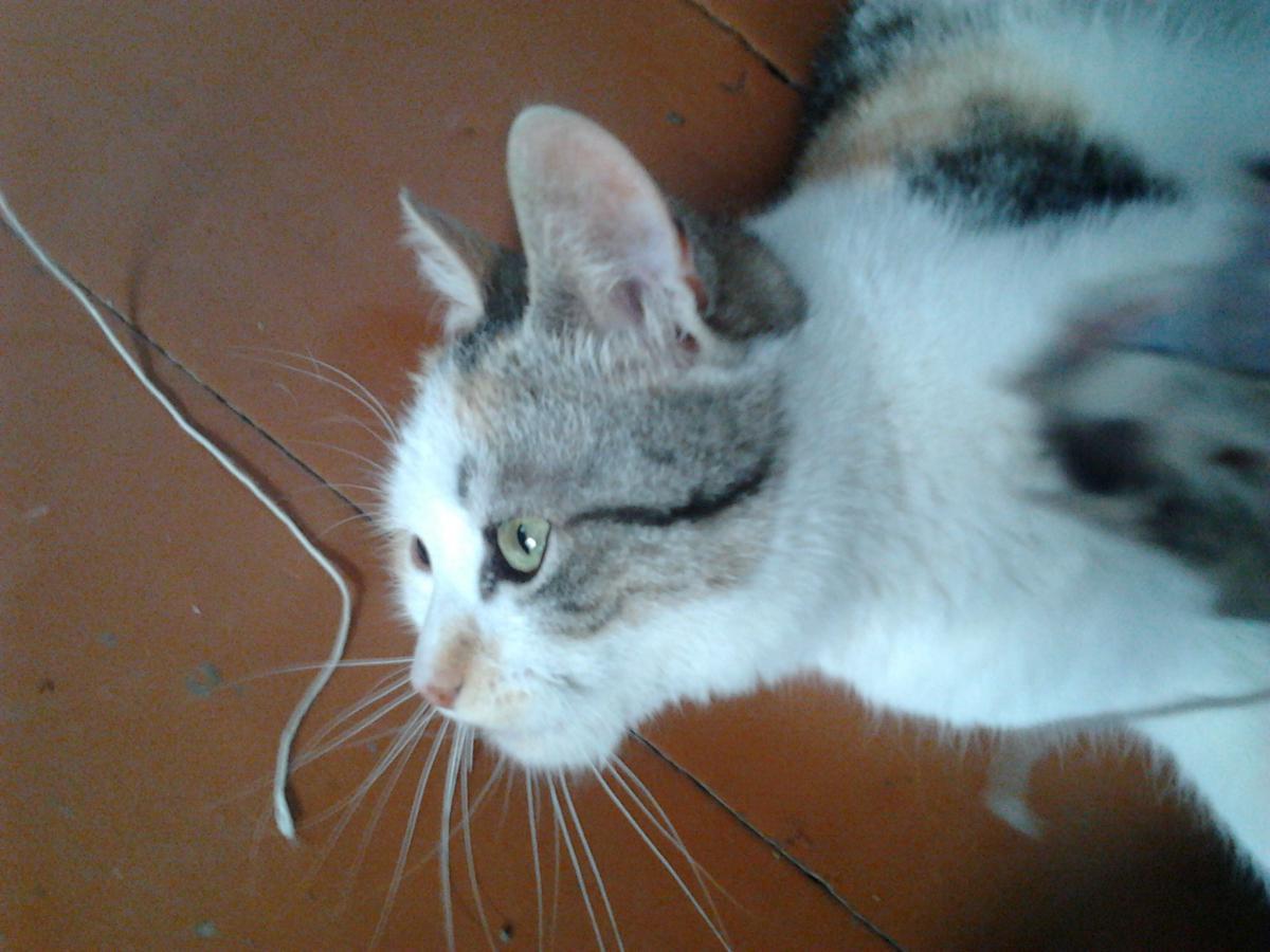 post-7467-0-00090400-1366663483_thumb.jp