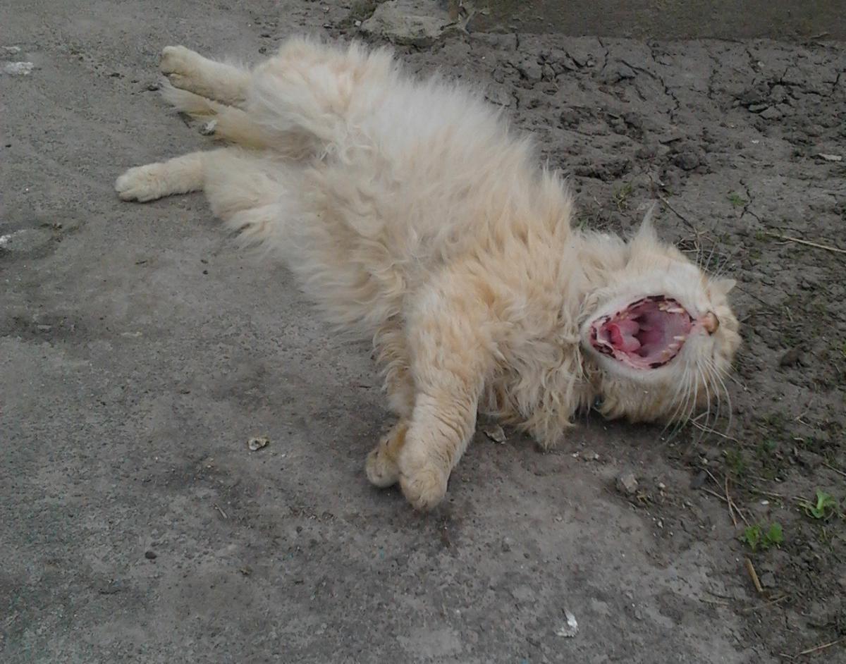 post-7467-0-40757100-1366663631_thumb.jp