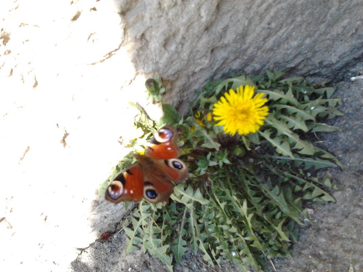 post-7467-0-87446200-1366407851_thumb.jp