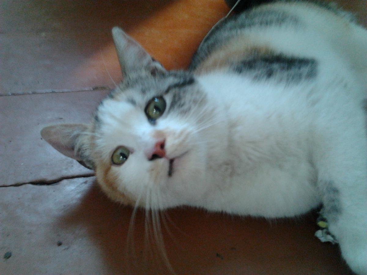 post-7467-0-88986000-1366663460_thumb.jp