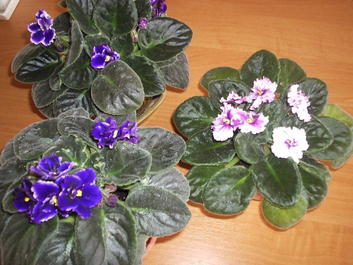 post-7721-0-08586700-1365677925_thumb.jp