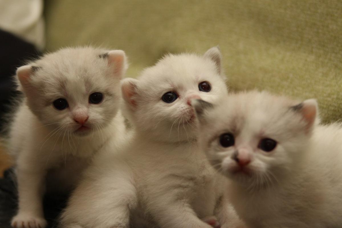 post-8317-0-78876700-1366804936_thumb.jp