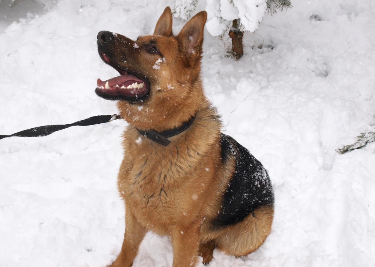 post-9524-0-60537400-1366826558_thumb.jp