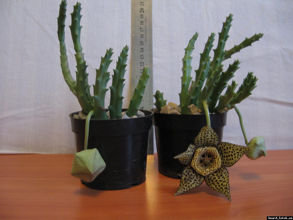 post-10233-0-03190800-1348493170_thumb.j