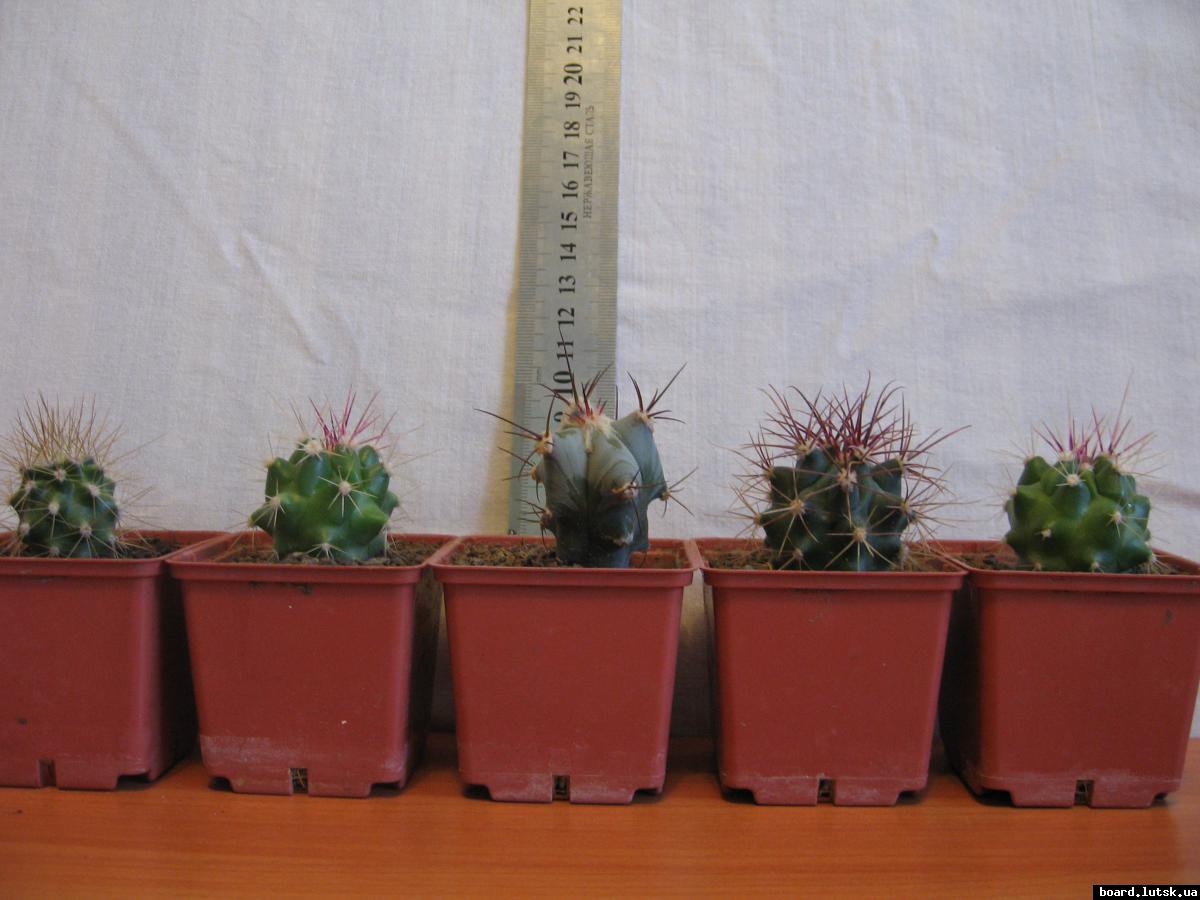 post-10233-0-08536600-1348576966_thumb.j