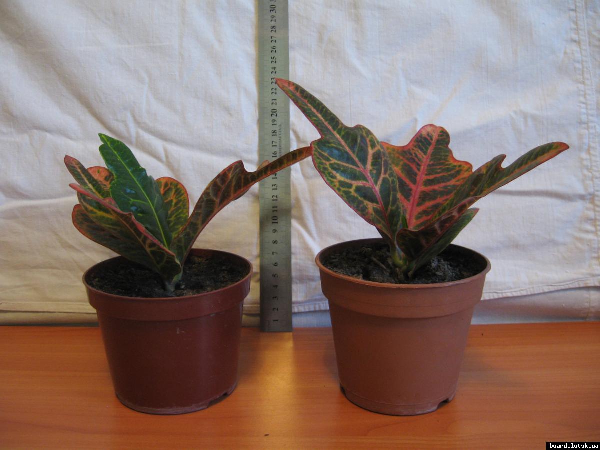 post-10233-0-10230600-1348492904_thumb.j