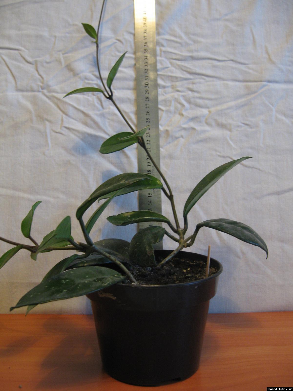 post-10233-0-11596100-1348493516_thumb.j