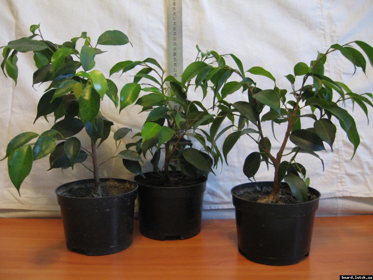 post-10233-0-12223300-1348493318_thumb.j