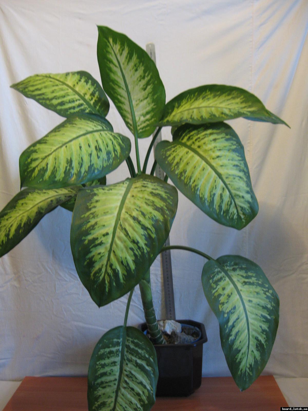 post-10233-0-12354700-1348492747_thumb.j