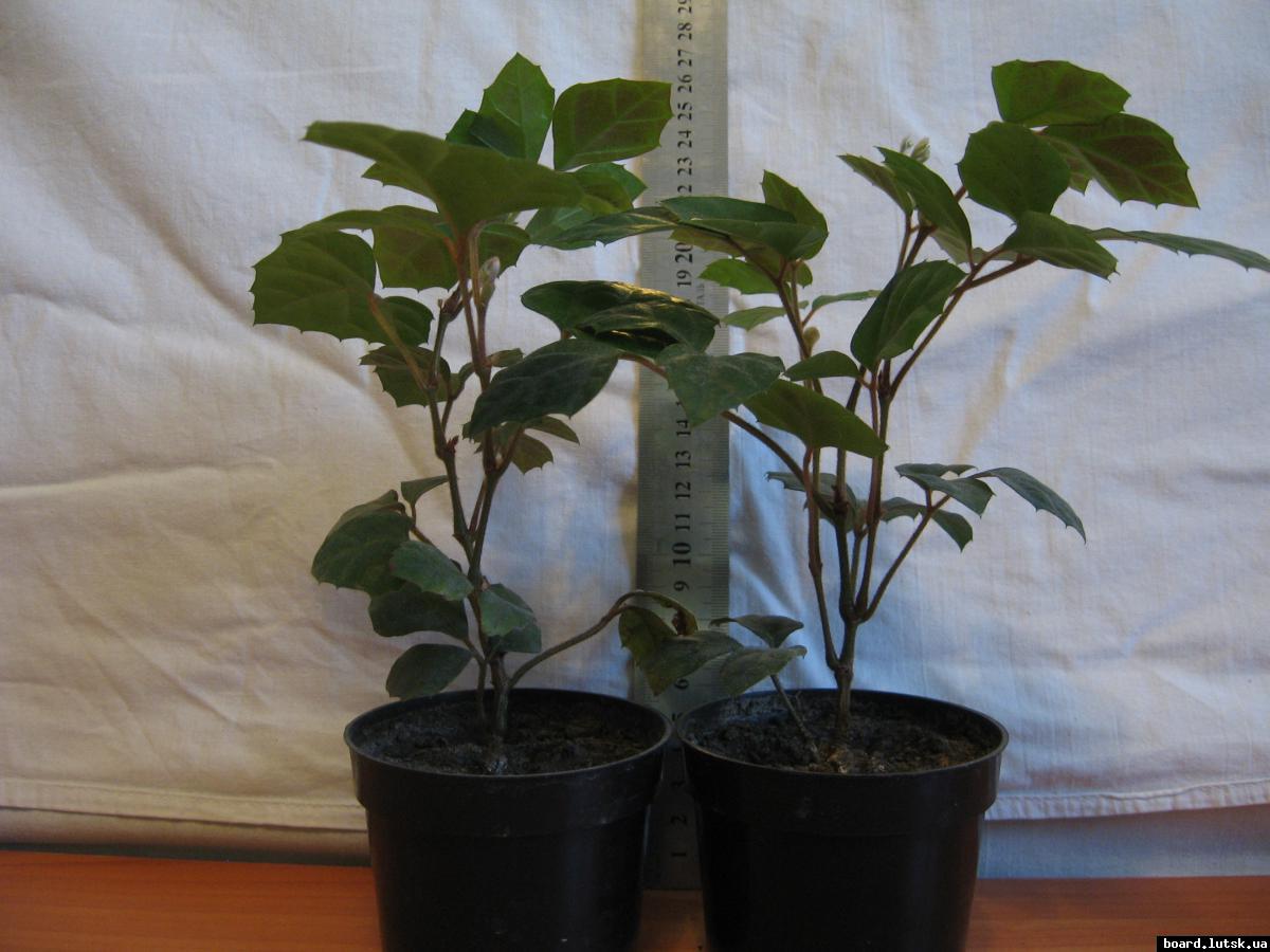 post-10233-0-14121100-1348493550_thumb.j