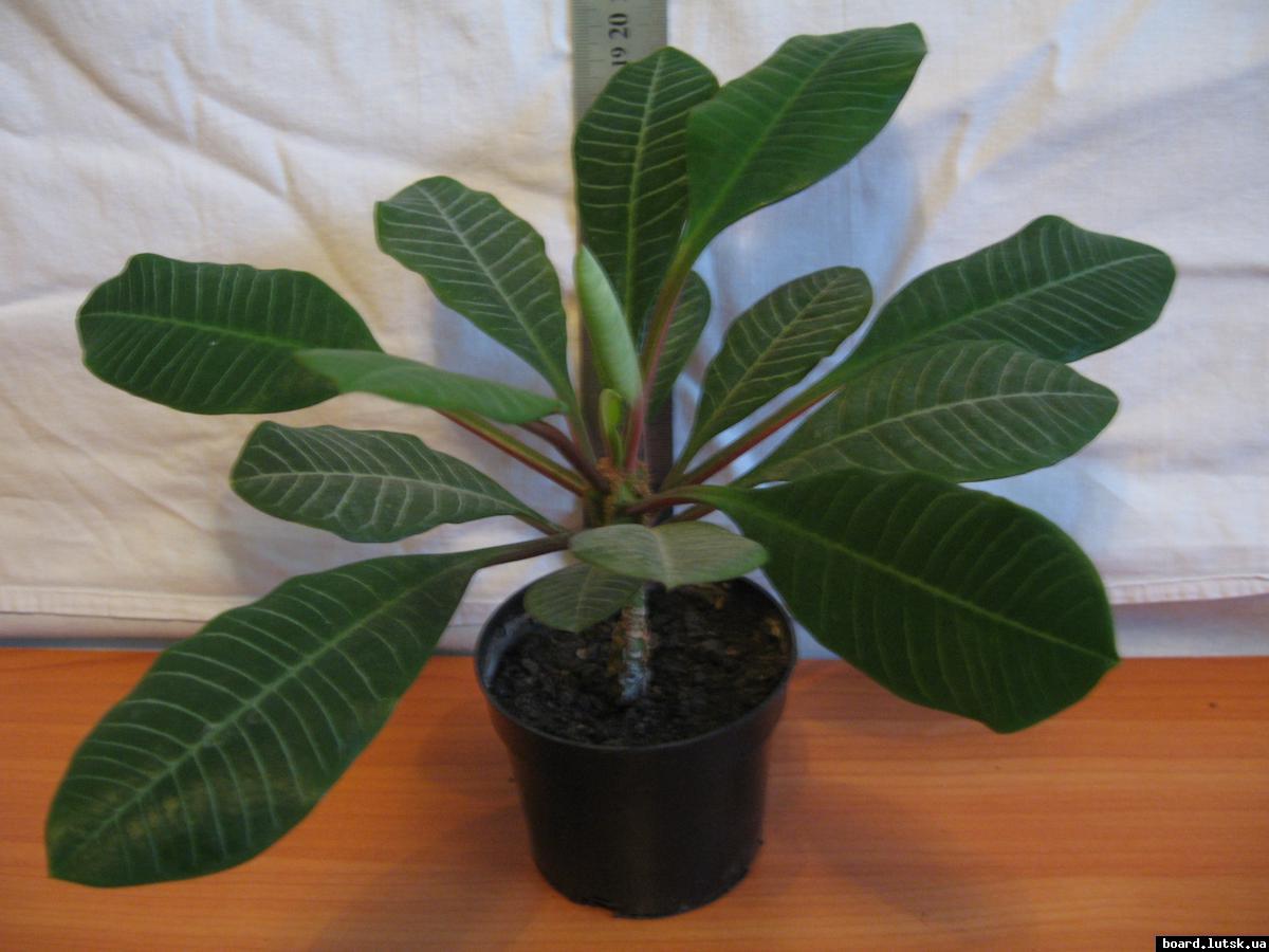 post-10233-0-15812500-1348492984_thumb.j