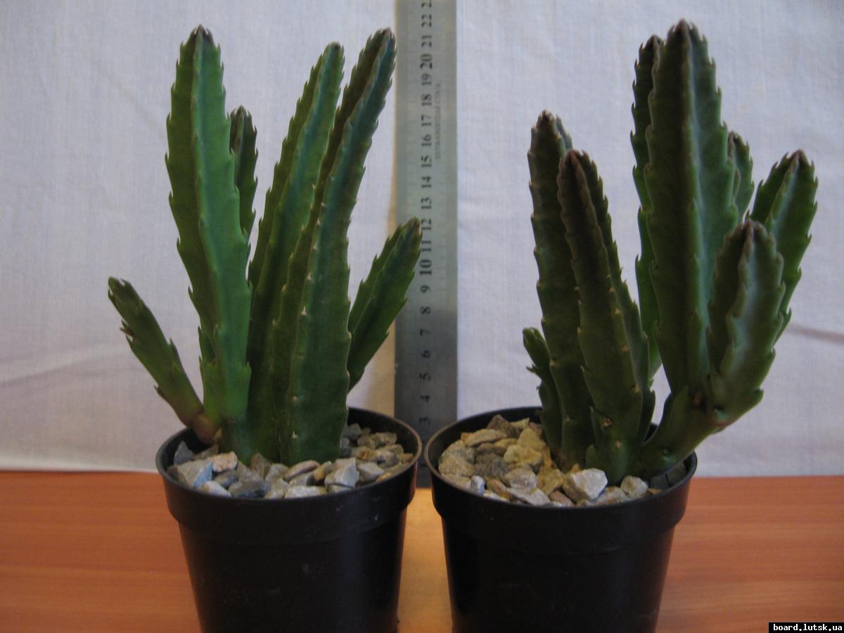 post-10233-0-19052600-1348493265_thumb.j