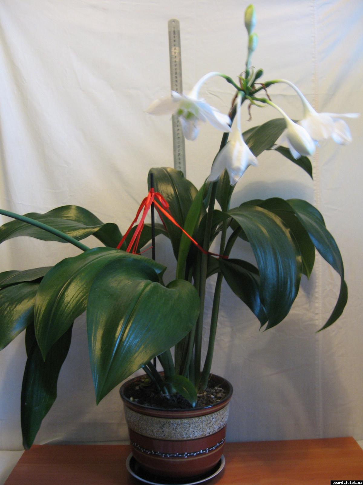 post-10233-0-21571800-1348493580_thumb.j