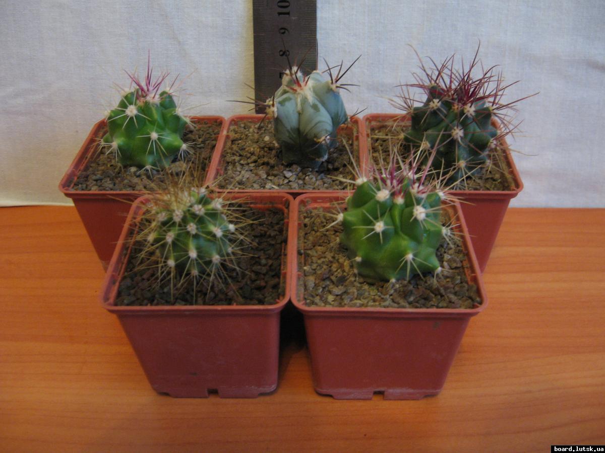 post-10233-0-27795000-1348577018_thumb.j