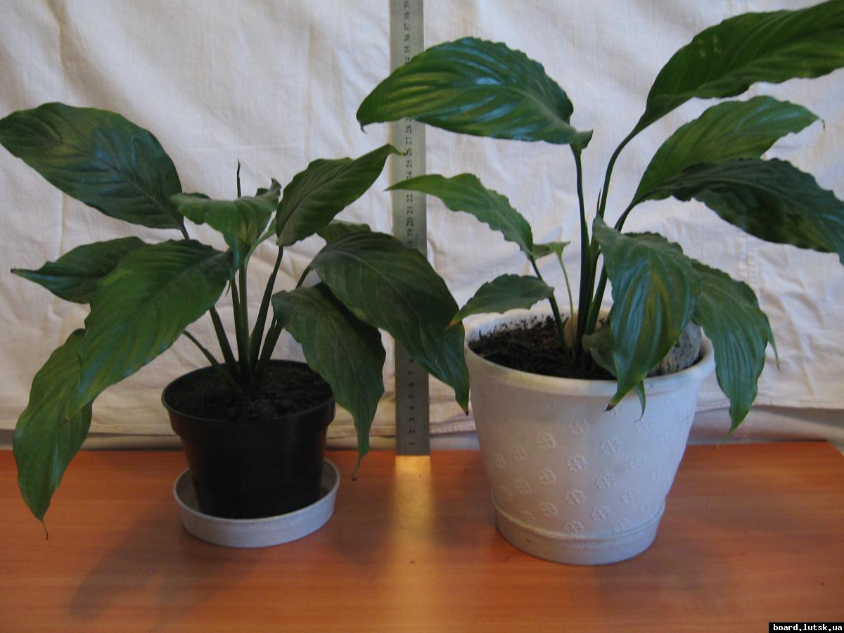 post-10233-0-28730600-1348493220_thumb.j