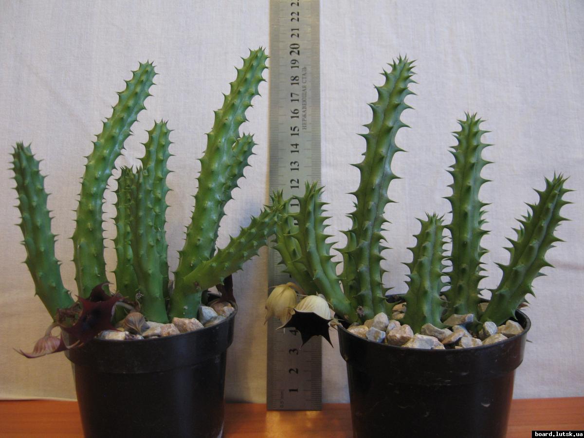 post-10233-0-30780000-1348492644_thumb.j