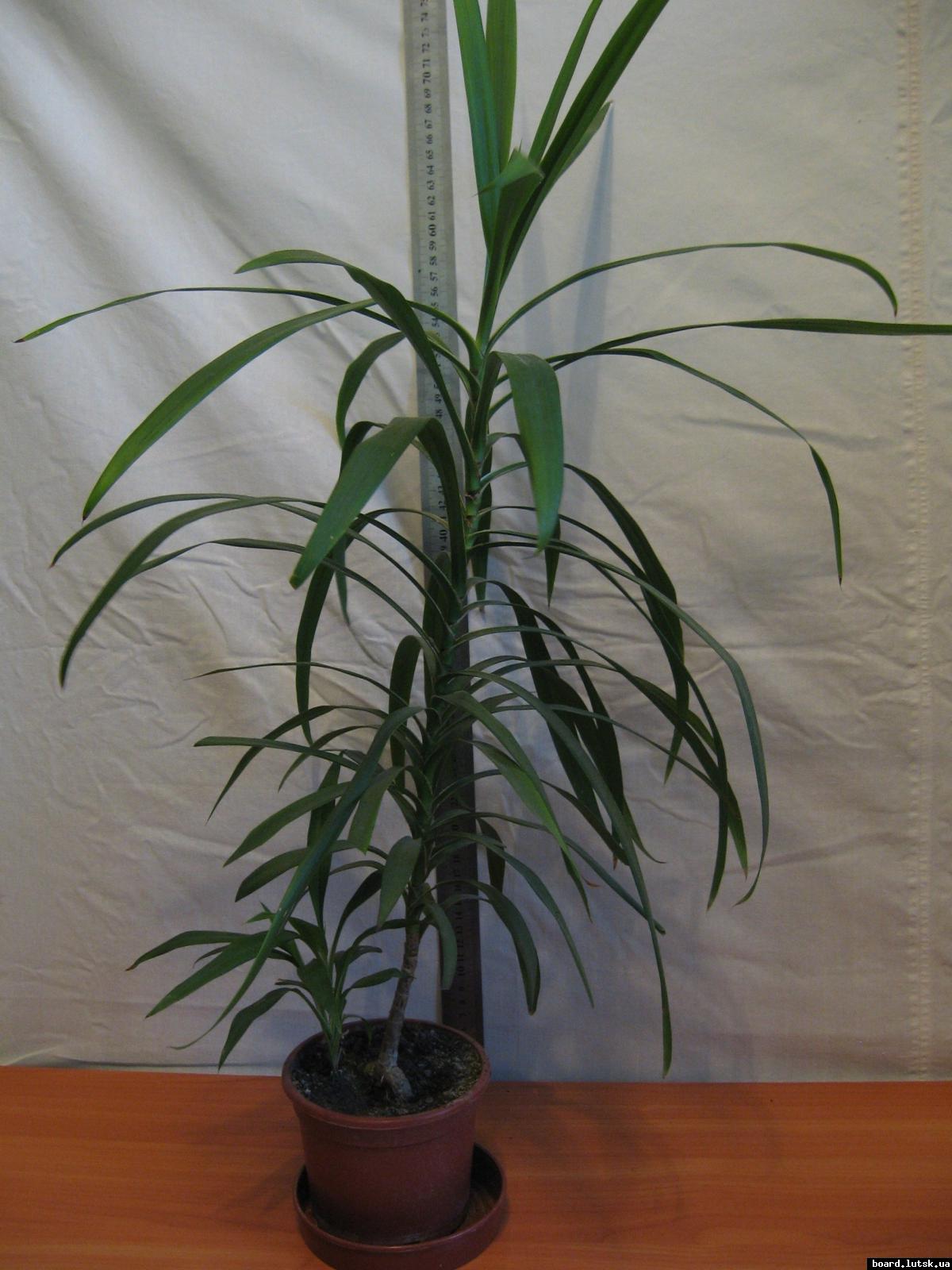 post-10233-0-41556900-1348576854_thumb.j