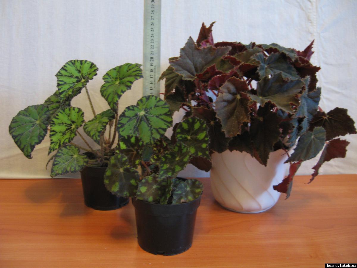 post-10233-0-41635300-1348492386_thumb.j