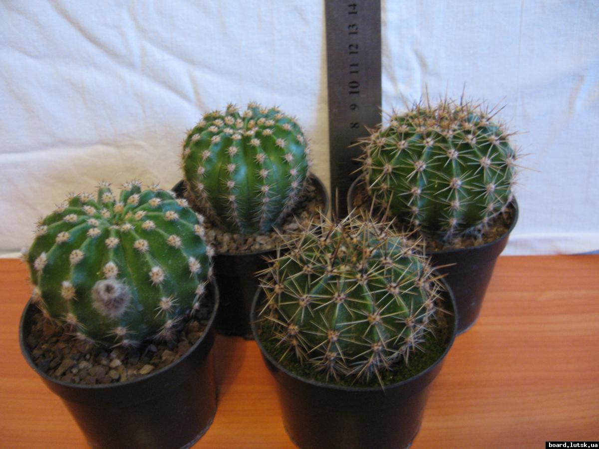 post-10233-0-44159900-1348577252_thumb.j