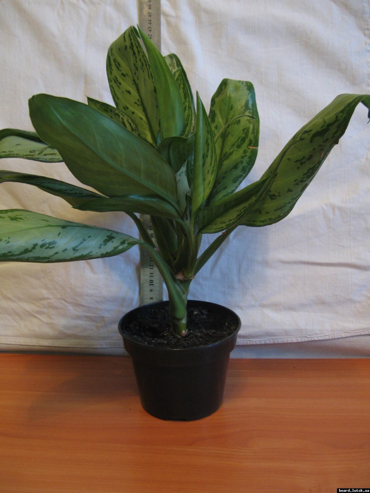 post-10233-0-60279200-1348492303_thumb.j