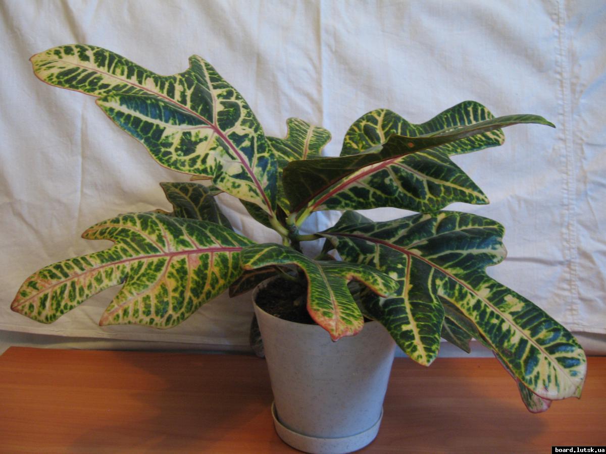 post-10233-0-63345900-1348492834_thumb.j