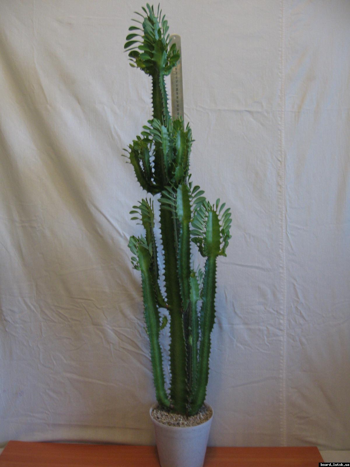 post-10233-0-69366100-1348493094_thumb.j