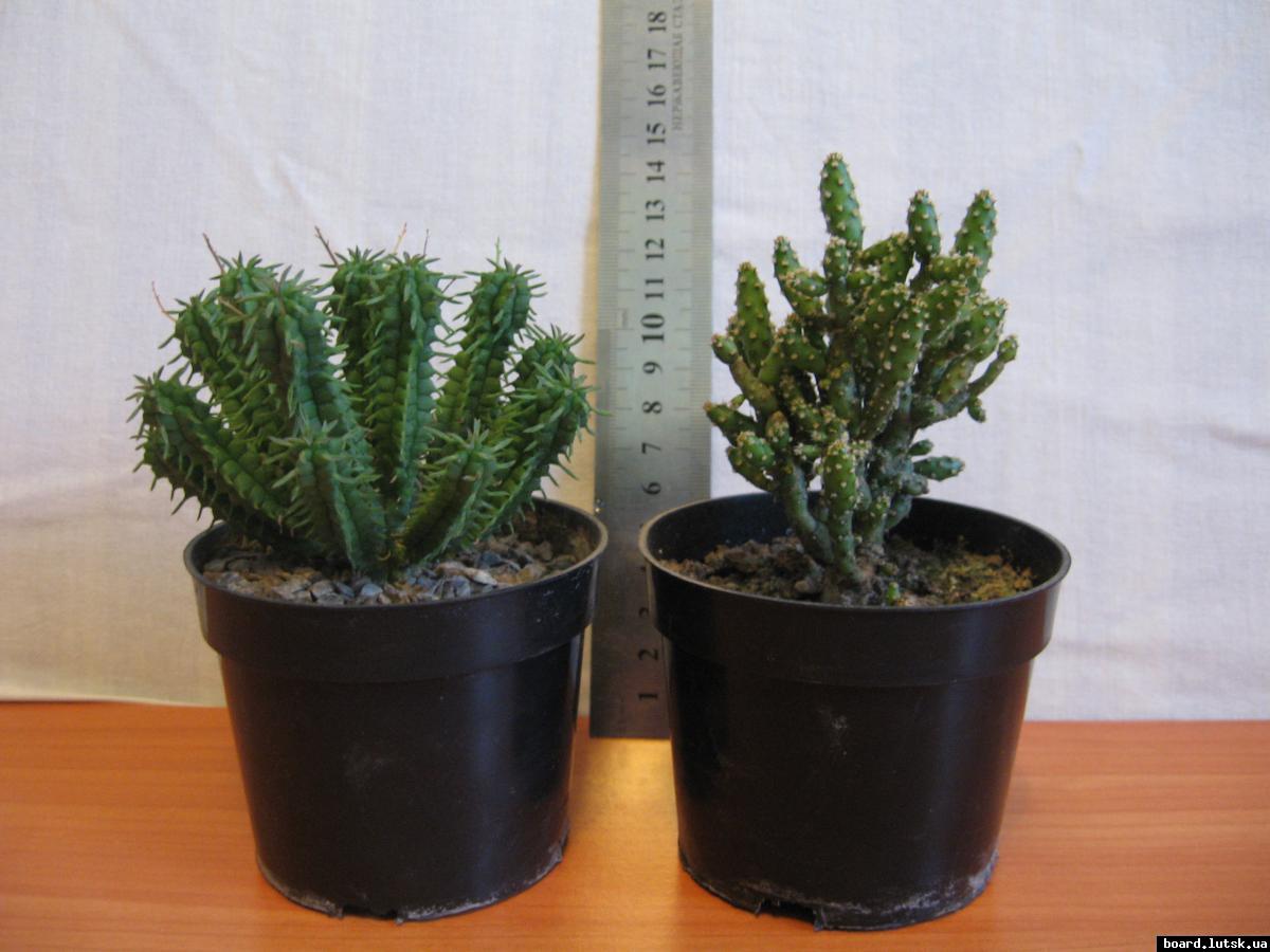 post-10233-0-77477000-1348493037_thumb.j