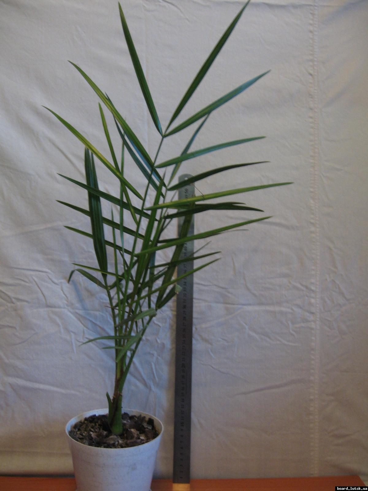 post-10233-0-81094500-1348493478_thumb.j