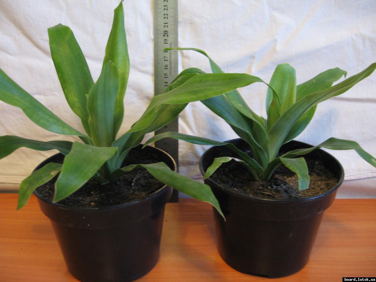 post-10233-0-84106200-1348493699_thumb.j