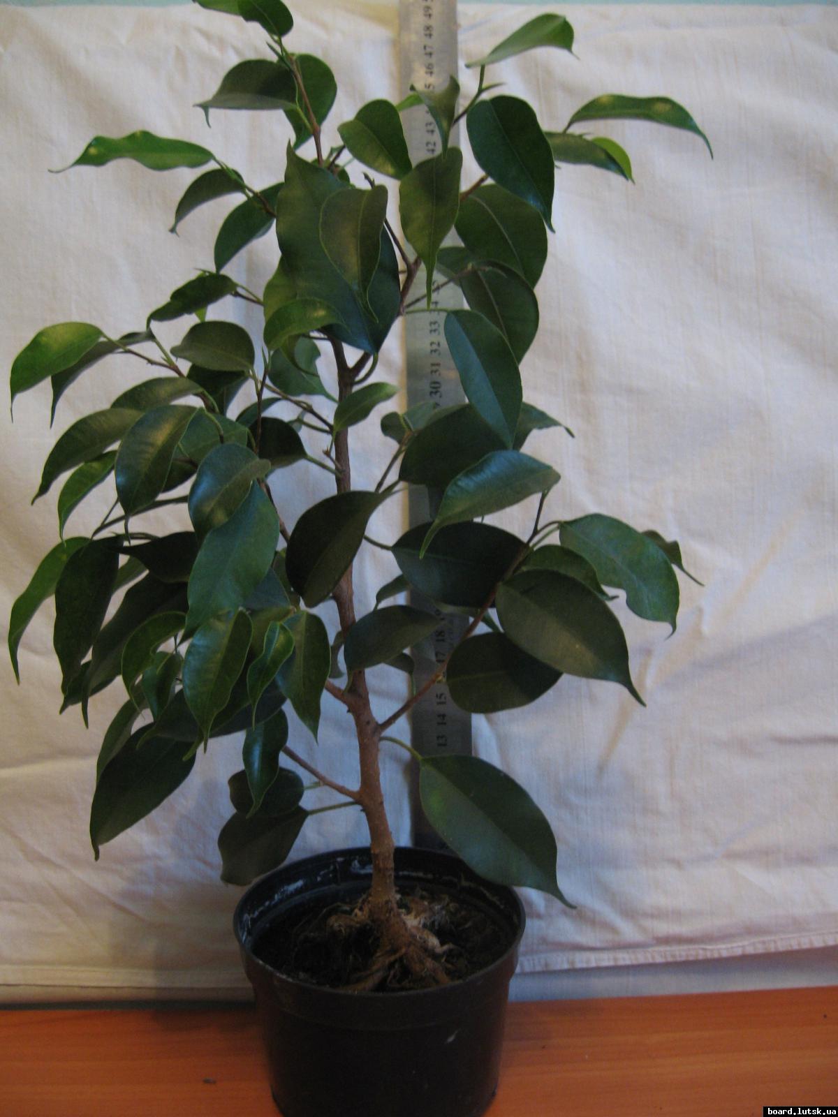 post-10233-0-92733900-1348493400_thumb.j