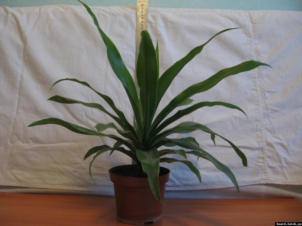 post-10233-0-93894900-1348493655_thumb.j