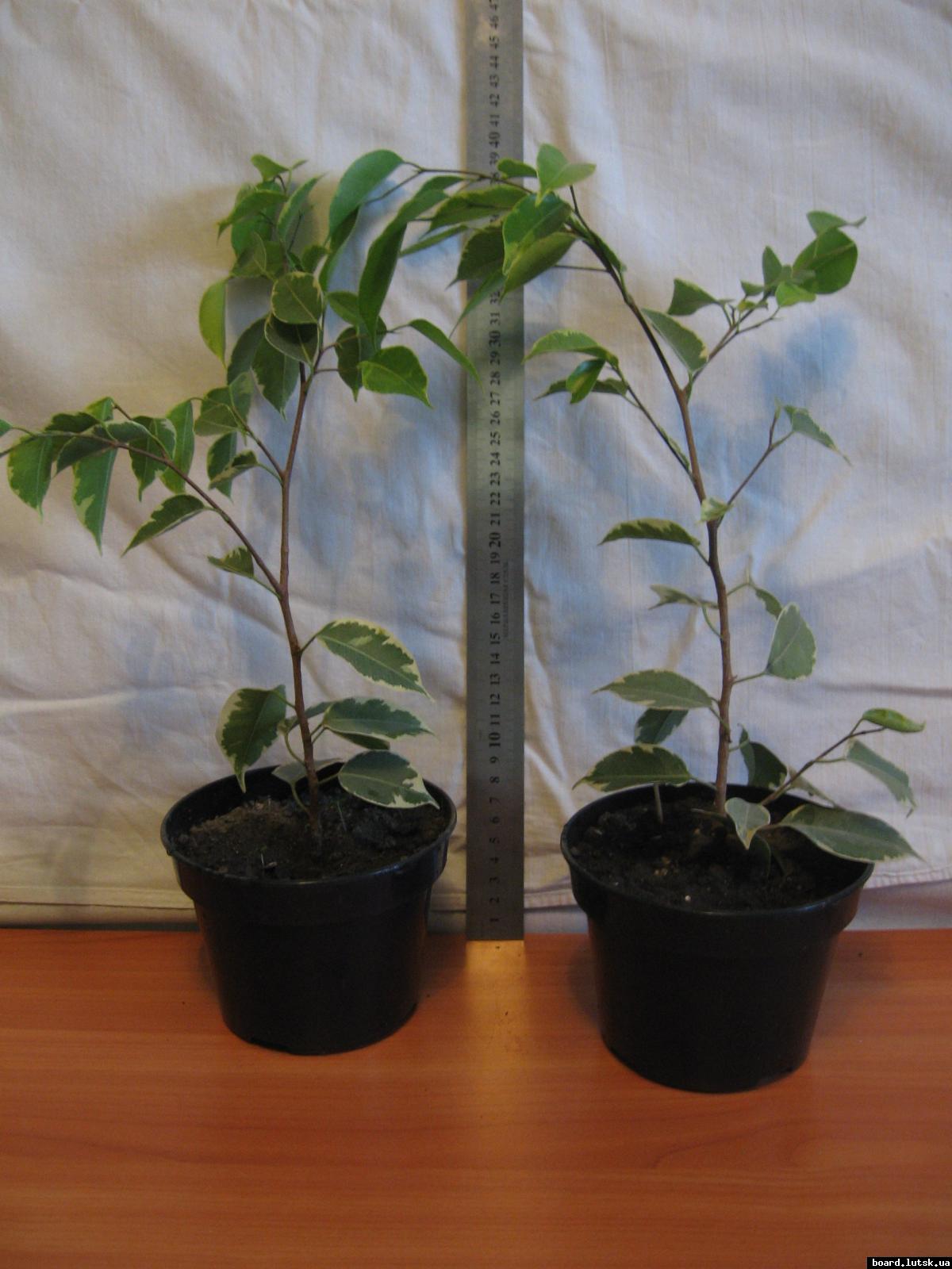 post-10233-0-96022100-1348493441_thumb.j