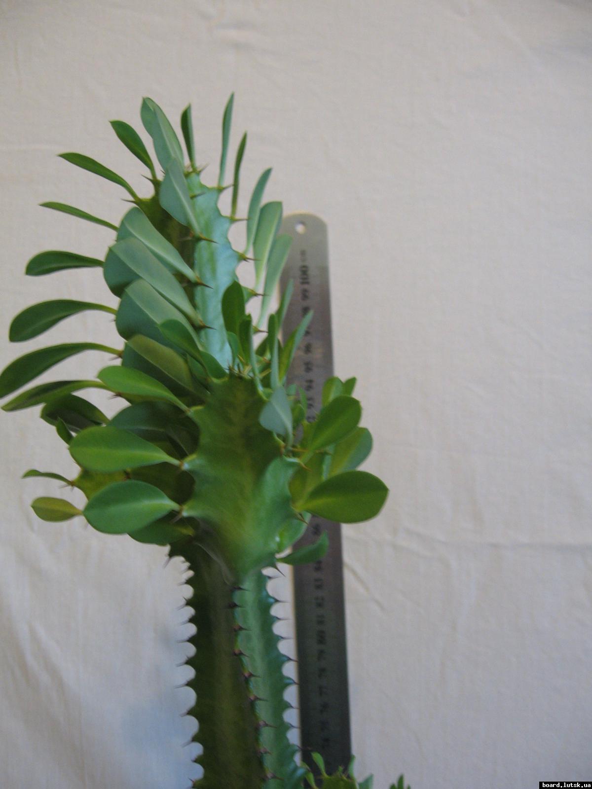 post-10233-0-98236700-1348493106_thumb.j