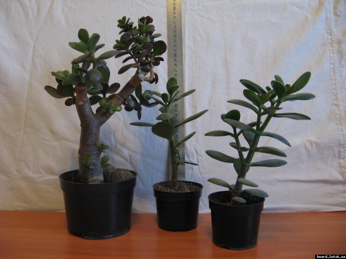 post-10233-0-98667000-1348577206_thumb.j