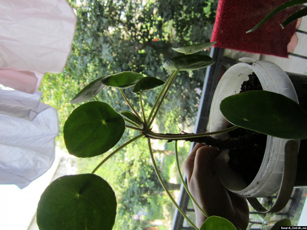 post-10885-0-22175100-1346835653_thumb.j