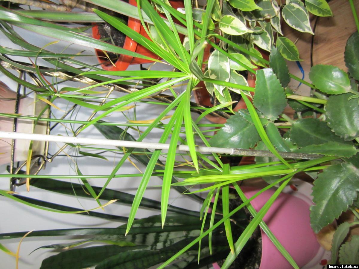 post-10885-0-33613600-1346835699_thumb.j