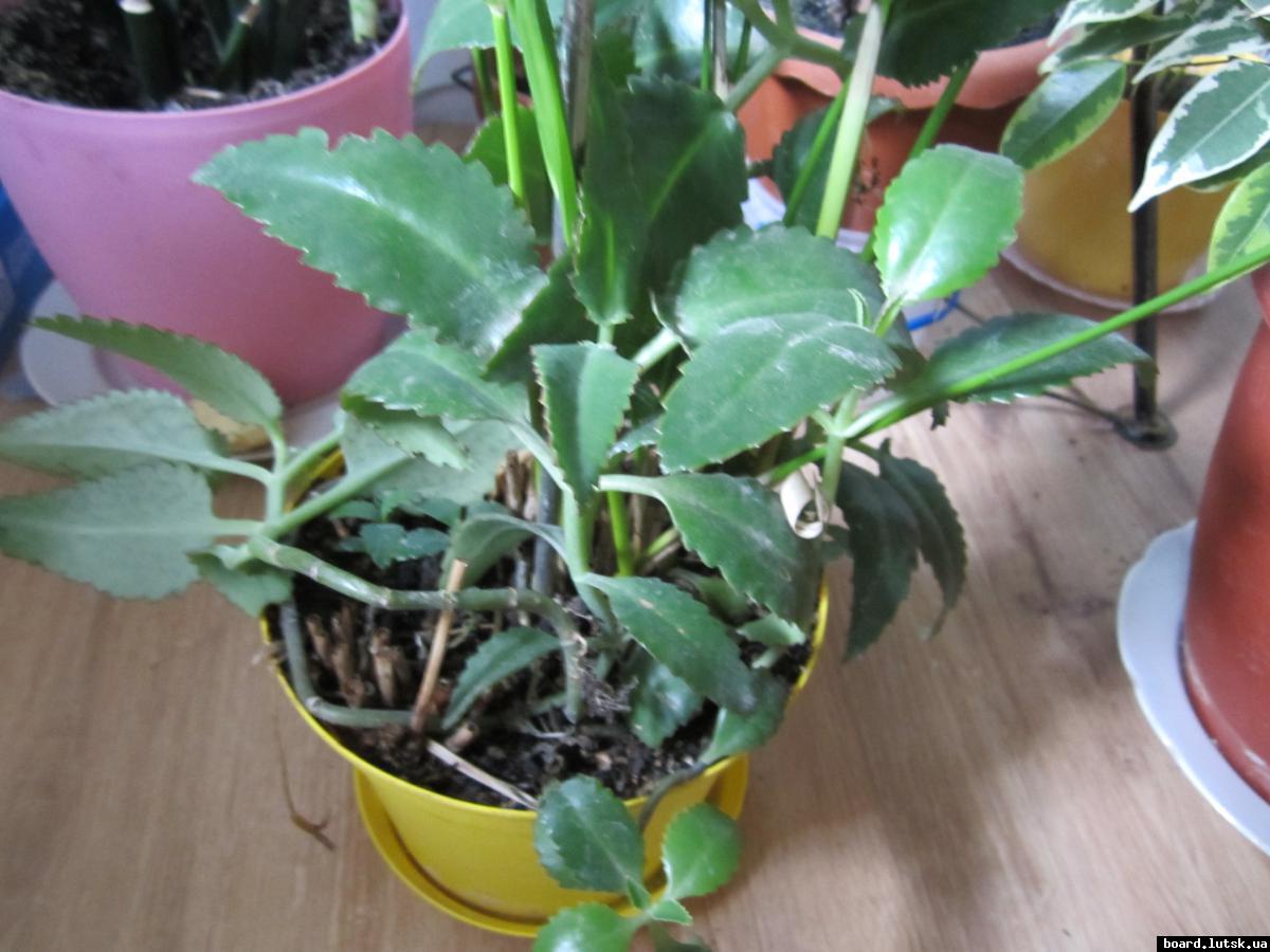 post-10885-0-58946700-1346835686_thumb.j