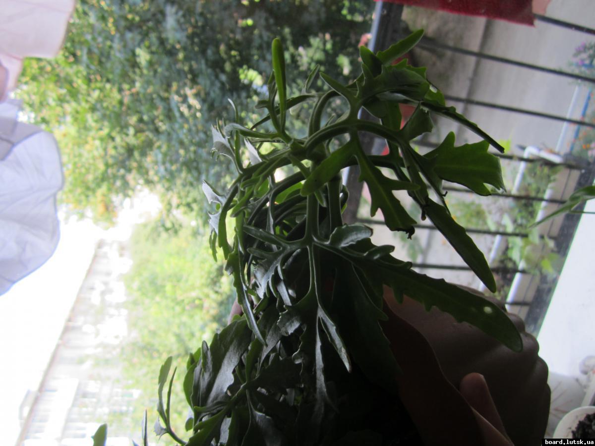 post-10885-0-61392500-1346835666_thumb.j