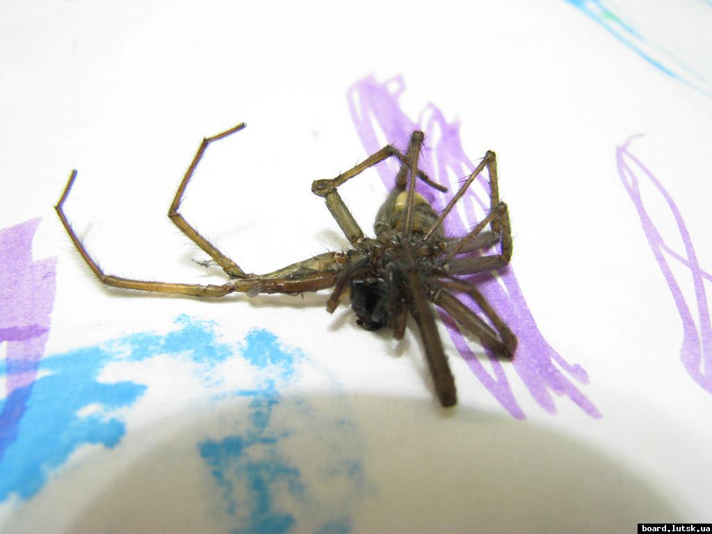 post-1106-0-60078500-1347480209_thumb.jp