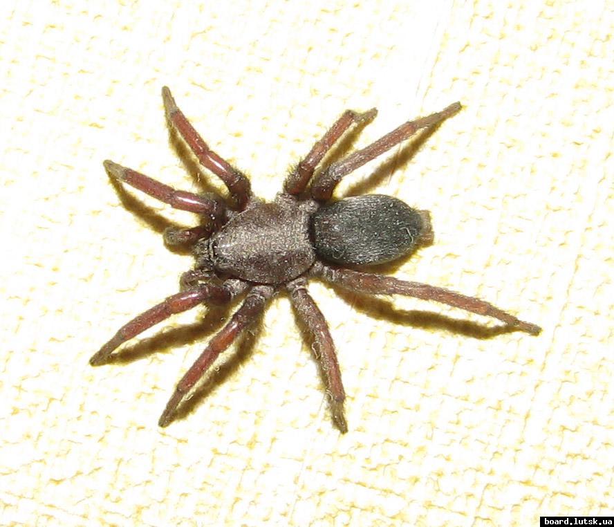 post-1106-0-60864300-1347480167_thumb.jp