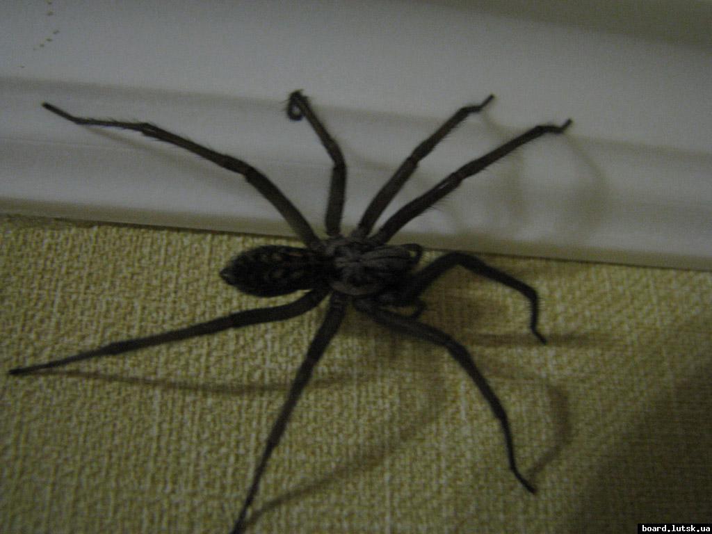 post-1106-0-69305000-1347480182_thumb.jp