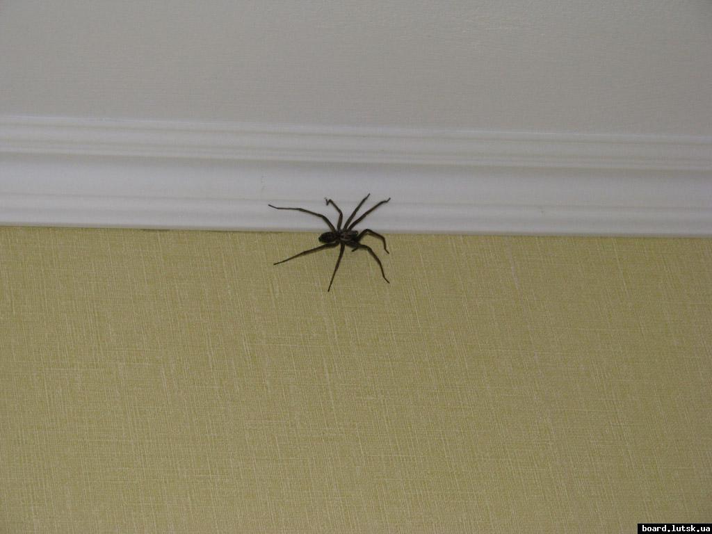 post-1106-0-81878800-1347480195_thumb.jp