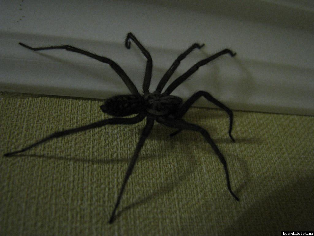 post-1106-0-94153600-1347480188_thumb.jp