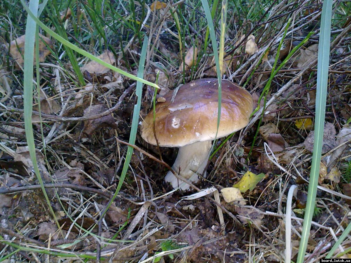 post-11163-0-00265100-1347377334_thumb.j