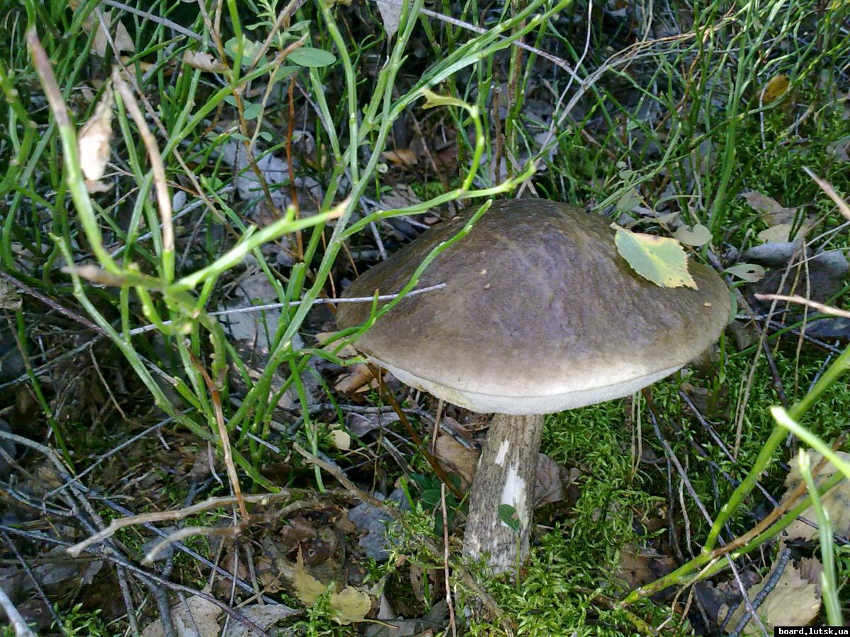 post-11163-0-01599000-1347377381_thumb.j