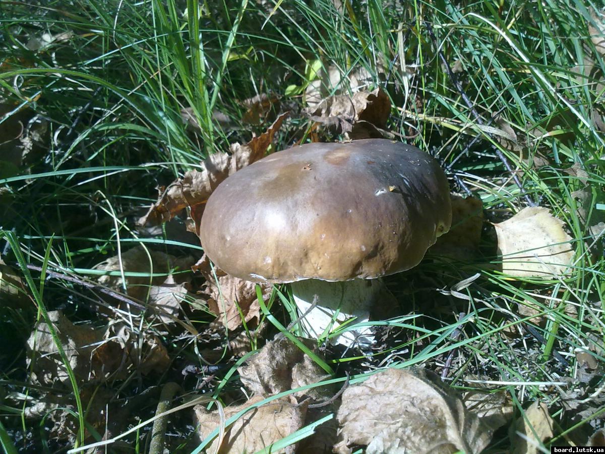 post-11163-0-04368000-1347377564_thumb.j